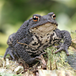 Common toad